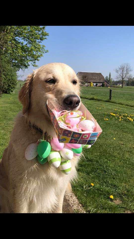 Jack really enjoyed easter - 9GAG