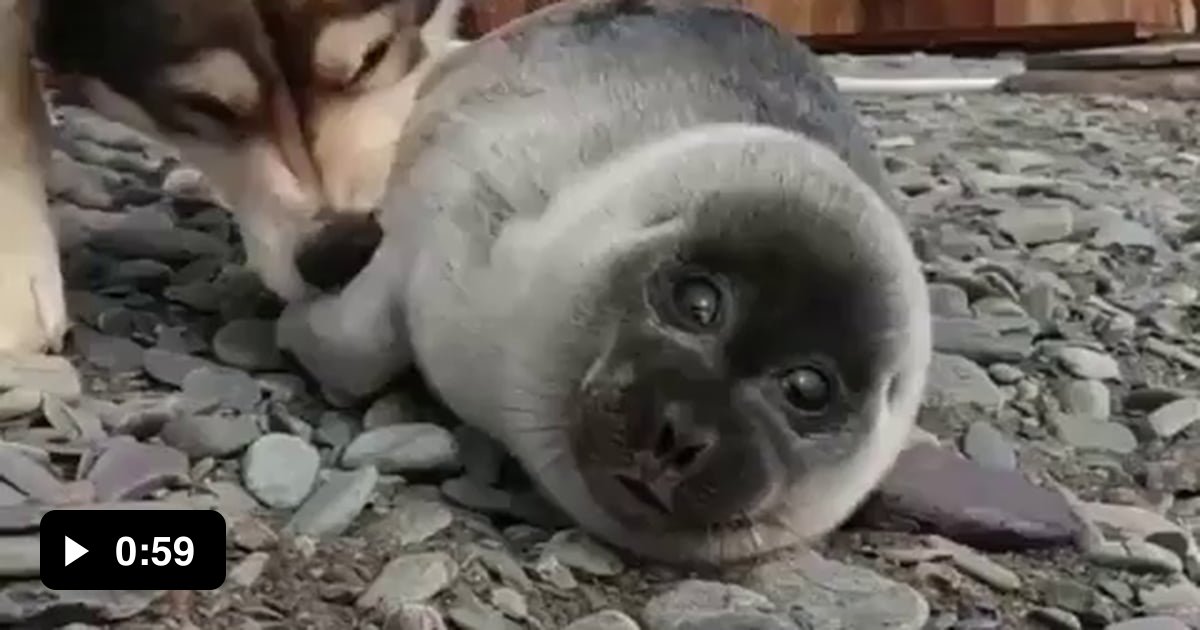 Dog Helps Take Care Of Seal Pup 9GAG