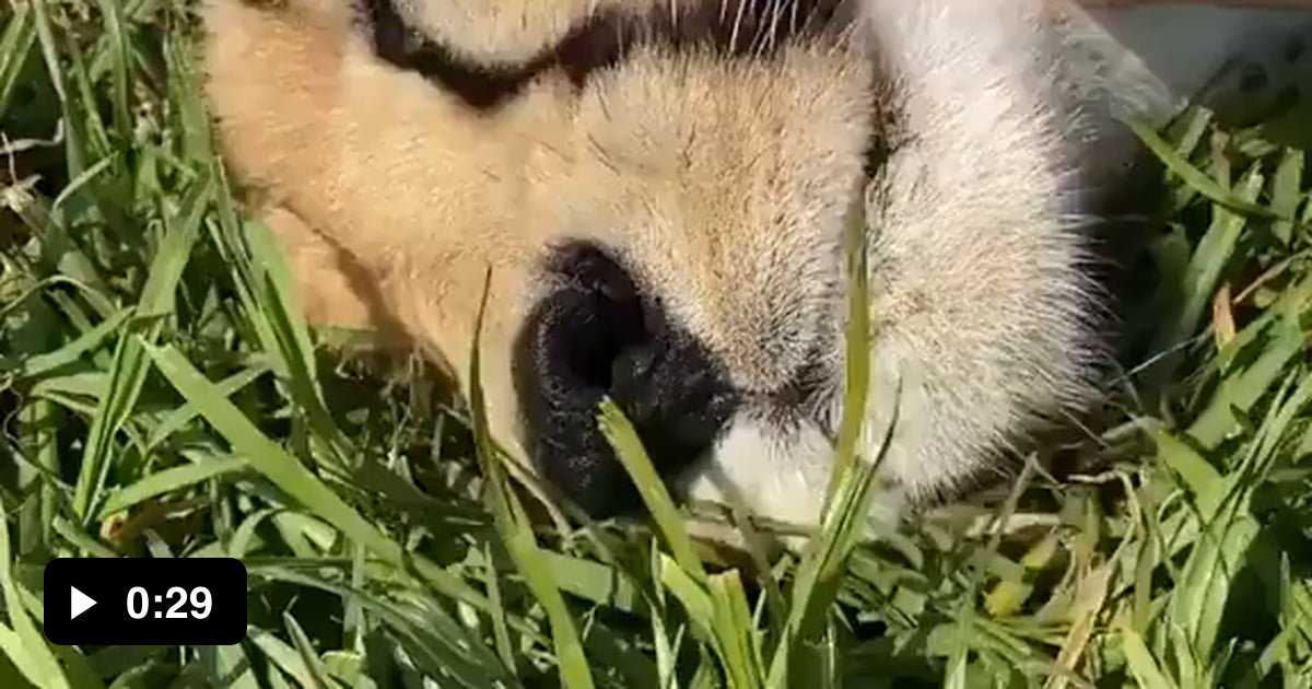 Cheetahs are big cats (genus Felis) rather than Big Cats (genus ...