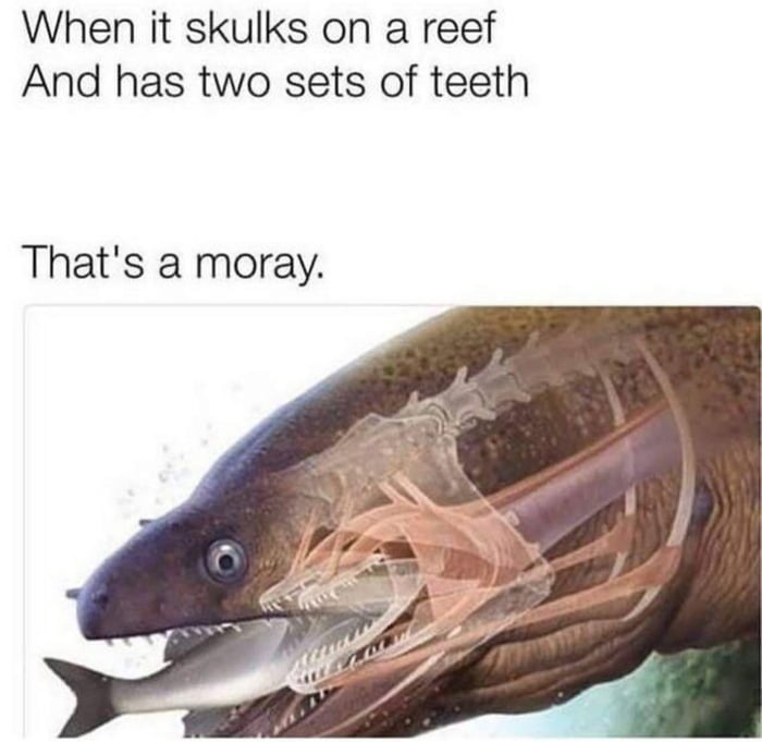 When the jaws open wide and there's more jaws inside, that's a moray