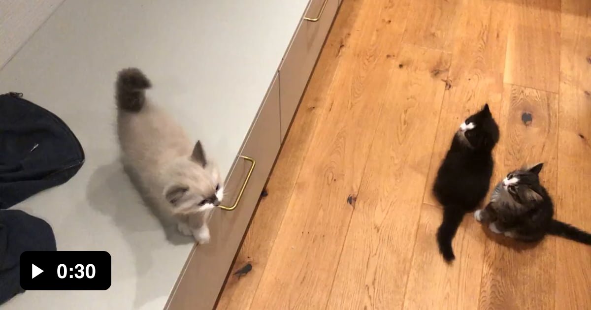 Kitten Trying Really Hard To Jump Up To The Counter 9gag