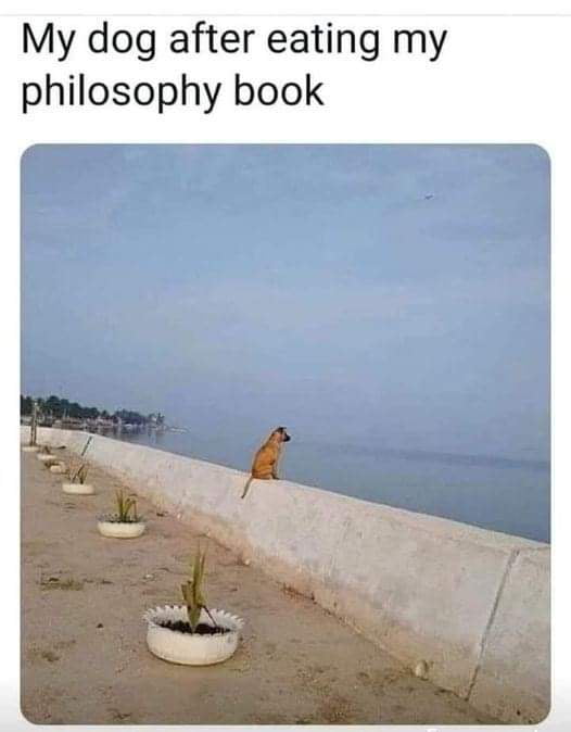 my-dog-after-eating-my-philosophy-book-9gag