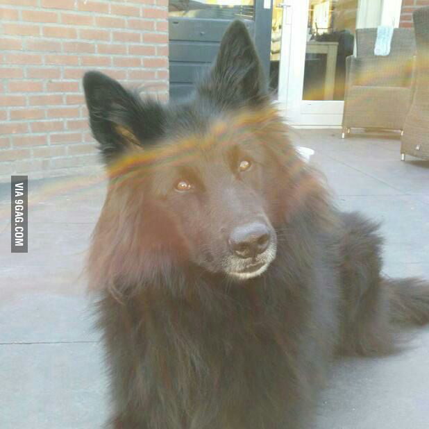 Here is my dog Django 9GAG