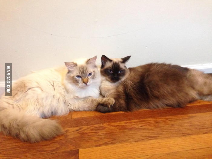 Just my 2 ragdolls, they been together since kitten - 9GAG