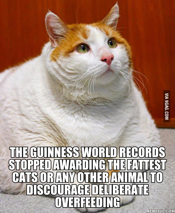 Every Time I See A Fat Cat I Immediately Assume The Owner Is Irresponsible 9gag