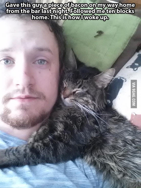 What happens when you feed an hungry cat - 9GAG