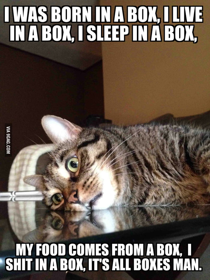 Existential Crisis Cat 9GAG
