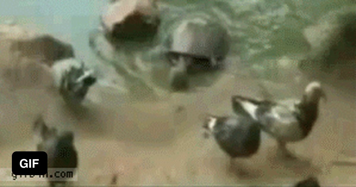 Turtle Eats Pigeon 9GAG