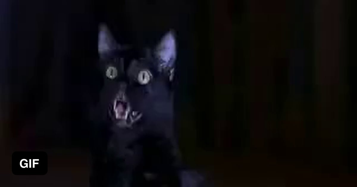 Крик кота