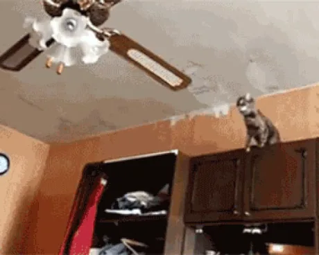 Cat Vs Ceiling Fan 9gag