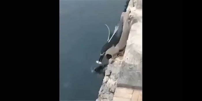 Unexpectedness! Porn horny birds gif opinion you You Porn horny birds gif are