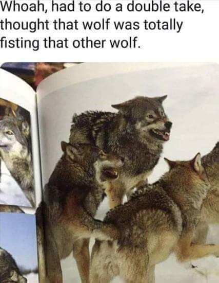 F**king furries - 9GAG