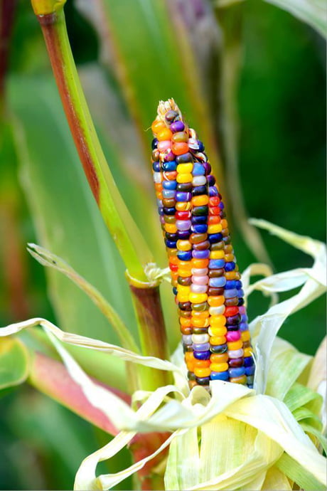 How Oklahoma Farmer Carl Barnes Uncovered A Brilliant Strain Of