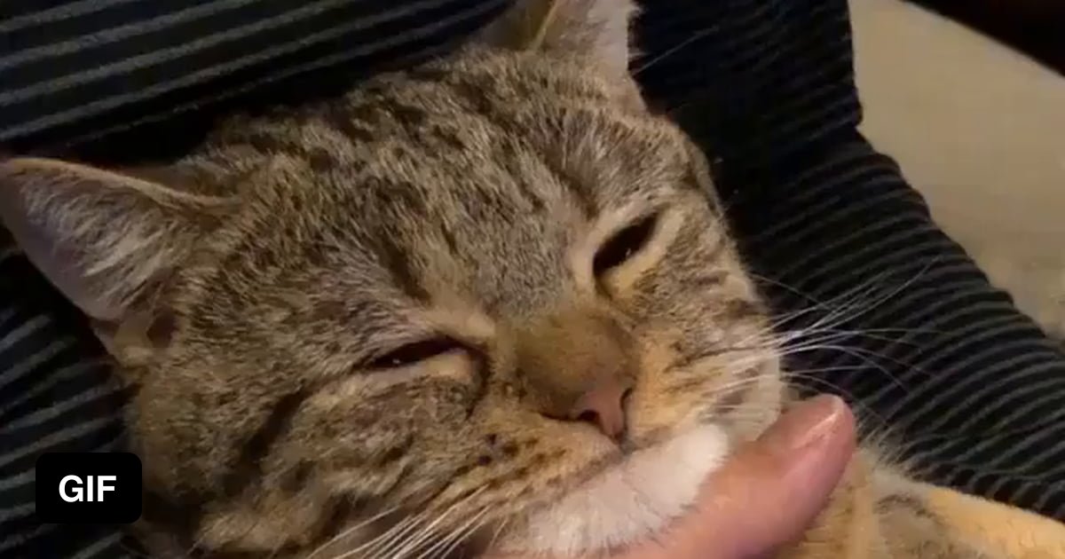 Cats Are Weirdos 9GAG cats-are-weirdos-9gag