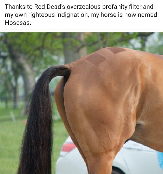 Лошадь хвост фото