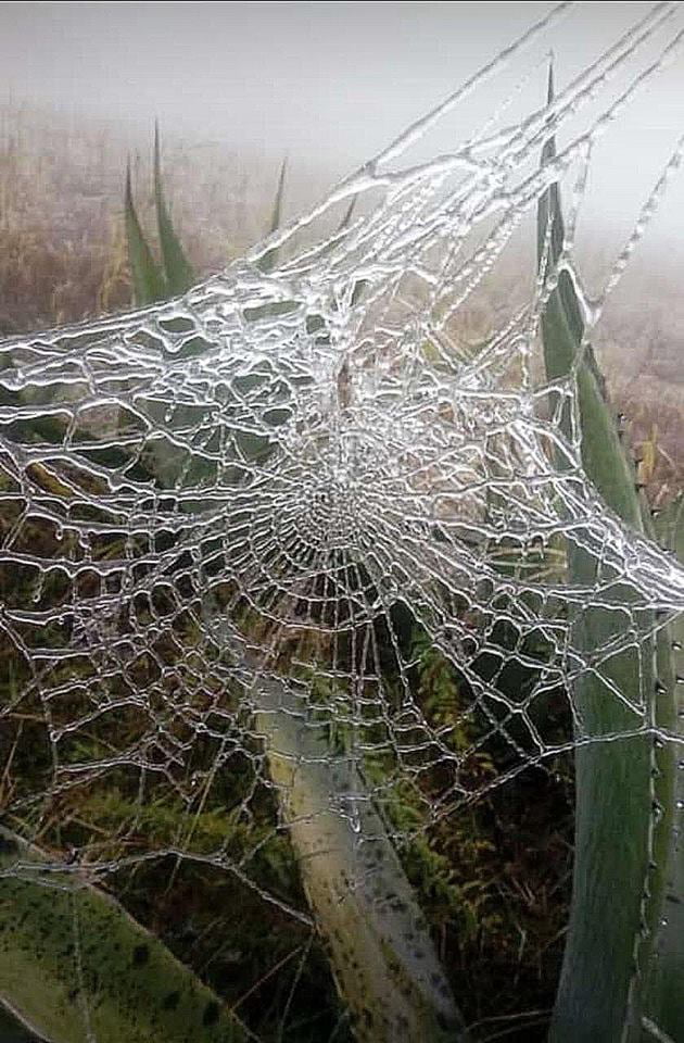 spider on a frozen web wallpaper