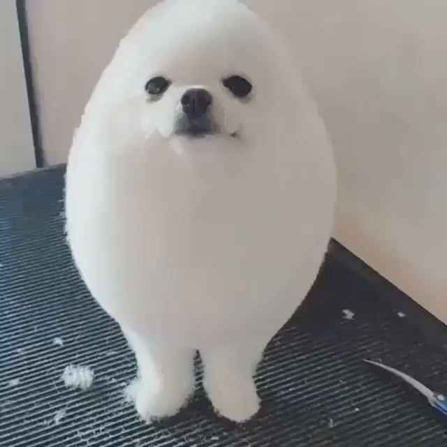 japanese spitz haircut