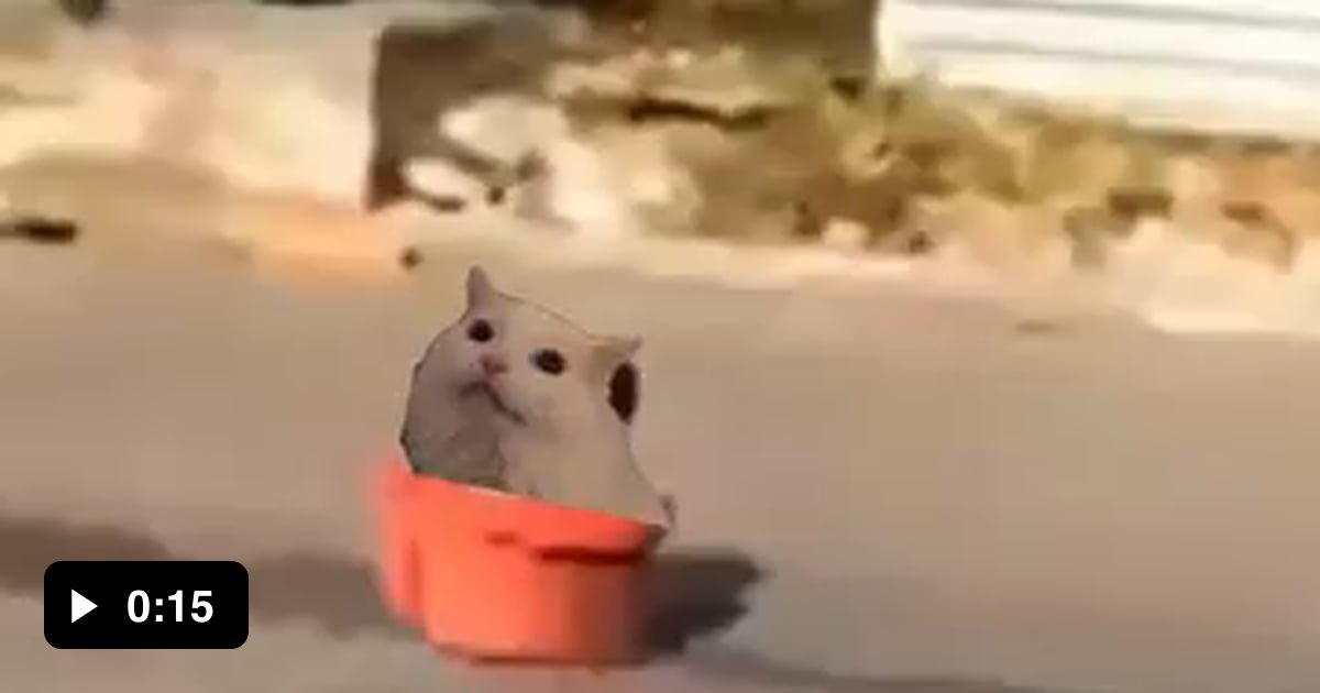 Cat going to the moon