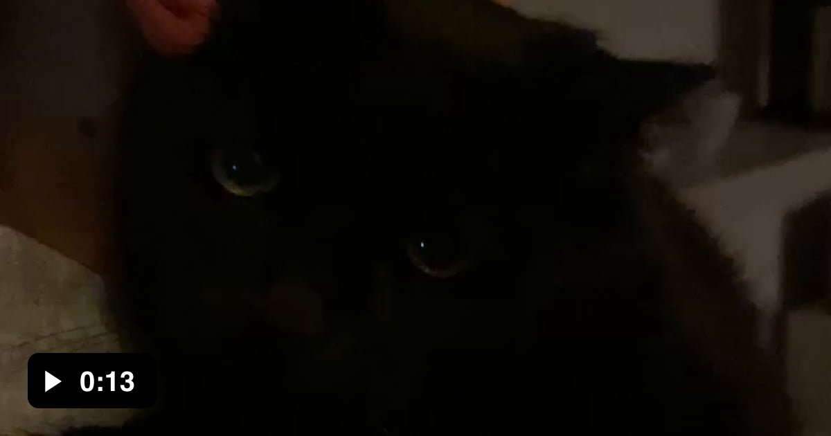 What a happy happy cat - 9GAG