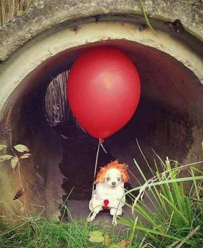 Rare photo of Stephen King's dog (1986) - 9GAG