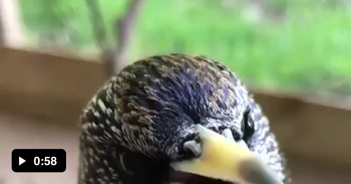 Yo yo yo baby pop 9GAG