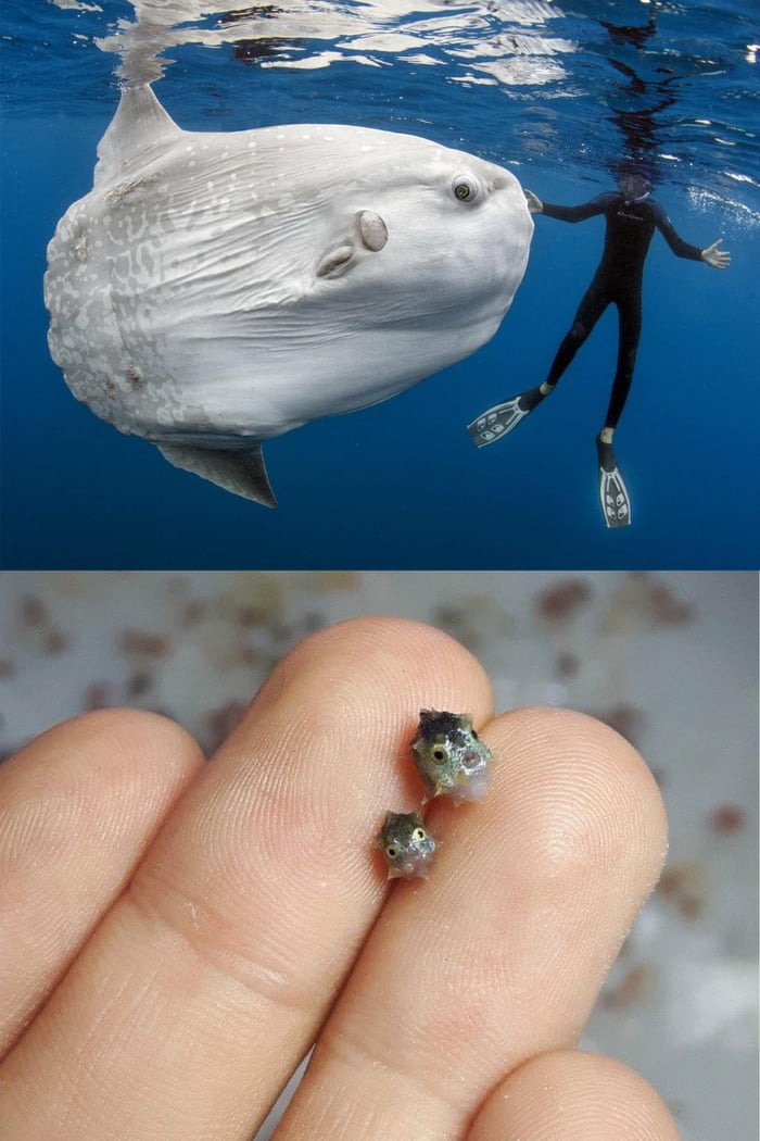 The Worlds Largest Ocean Sunfish Compared To How Small They Are At the-worlds-largest-ocean-sunfish-compared-to-how-small-they-are-at