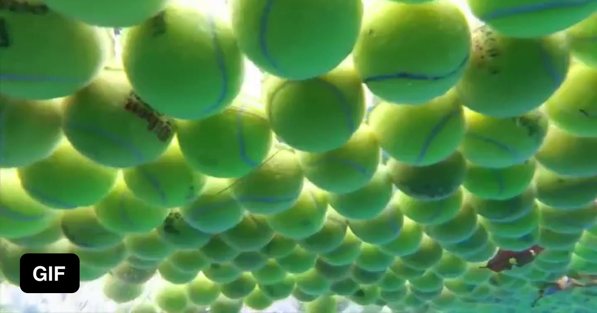 Two golden retrievers play in a pool filled with 4000 tennis balls. 9GAG