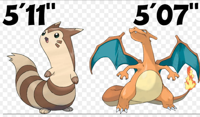 furret real size