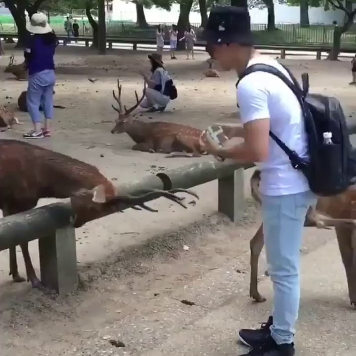 Japanese deer is so polite - 9GAG