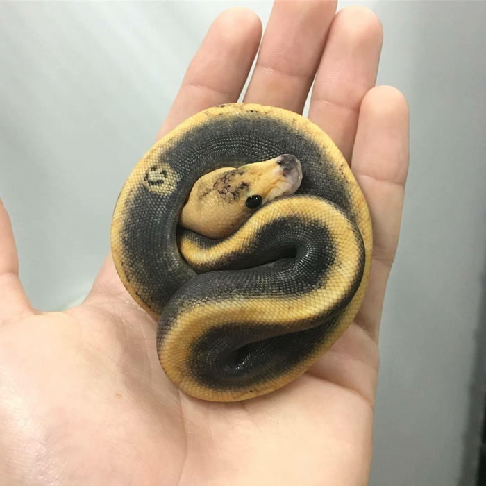 ball python face