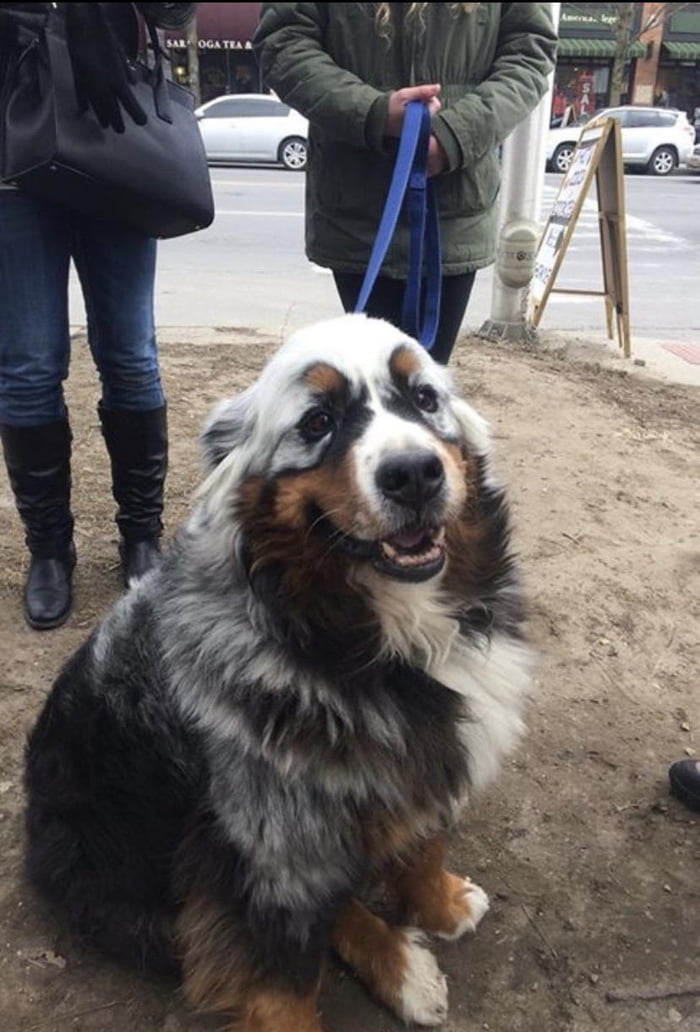 This Bernese Mountain Dog has vitiligo, a condition that causes
