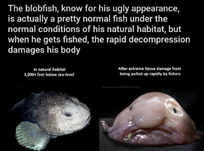Sexy Blobfish