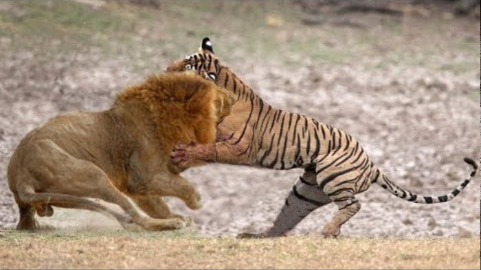 In almost all Tiger vs Lion fights, the tiger always wins. - 9GAG