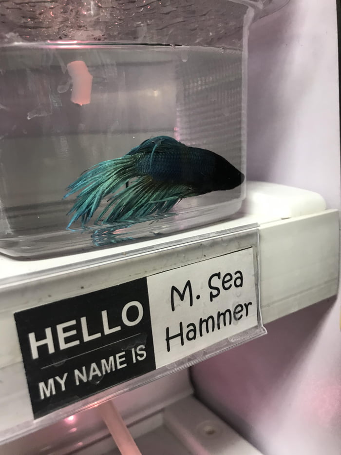 pet store names