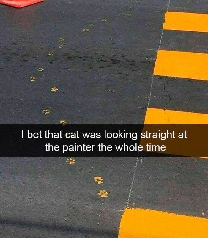 Typical Cat - 9GAG