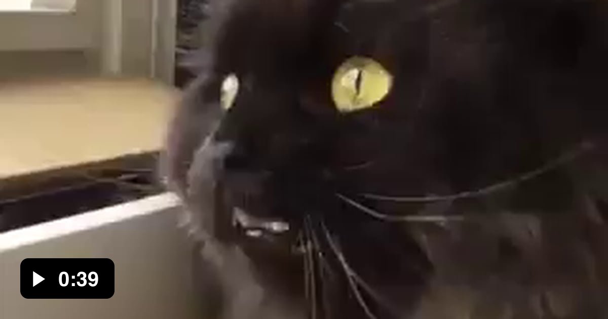 This cat is not working correctly. - 9GAG