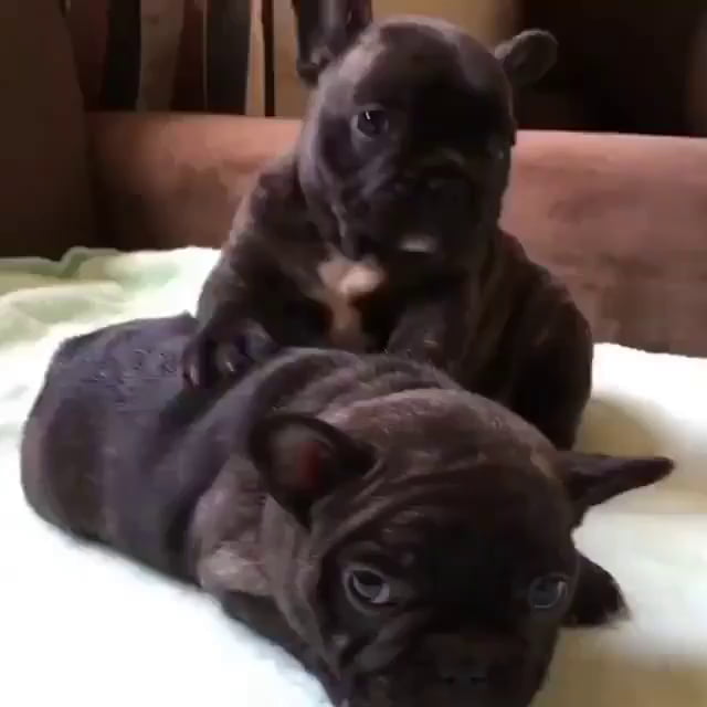 French bulldog massages his sister 9GAG