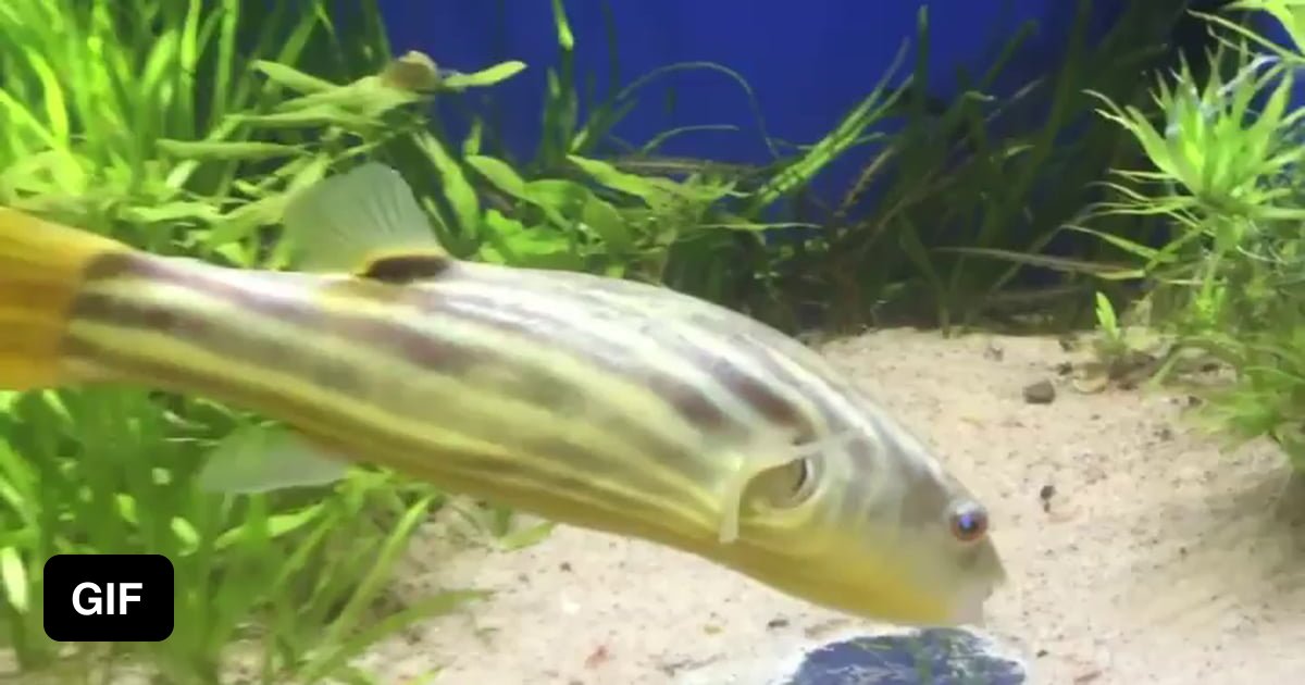 Exited Fish Fish getting excited over some food - 9GAG
