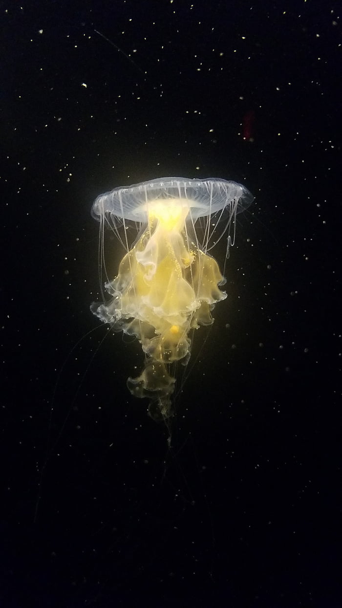 This Jellyfish in "space" 9GAG