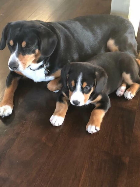 Entlebucher Mountain Dog A Smaller Short Haired Version Of A