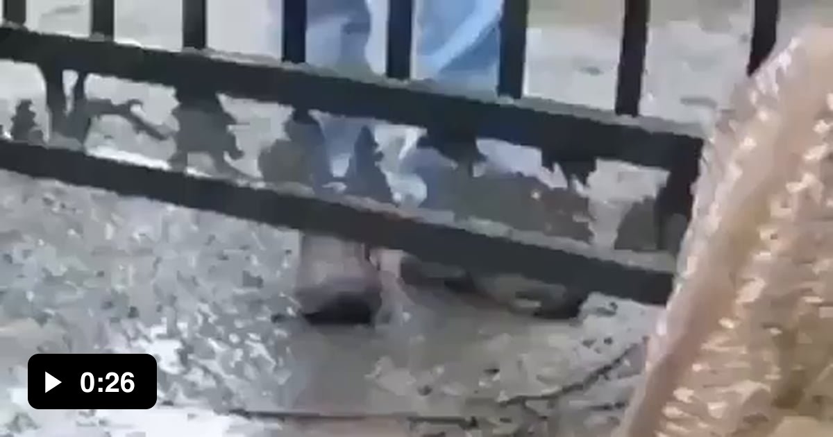 He rescued the baby deer and reunited it with its mother - 9GAG