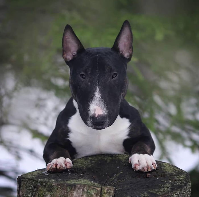 English bull terrier sales lego