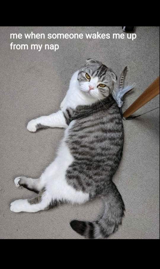When your cat is your spirit animal at the same time - 9GAG
