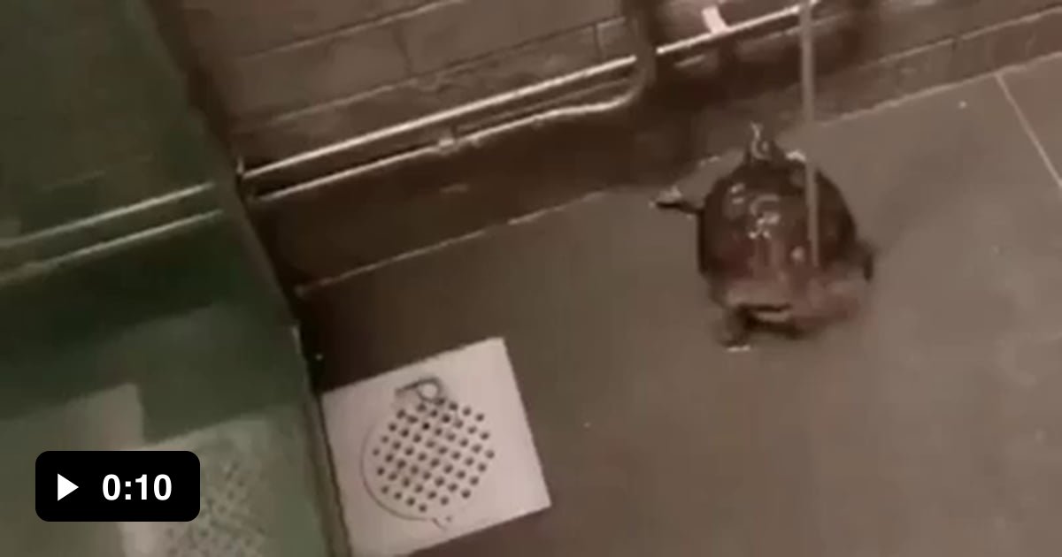 How turtle dance while taking a bath - 9GAG