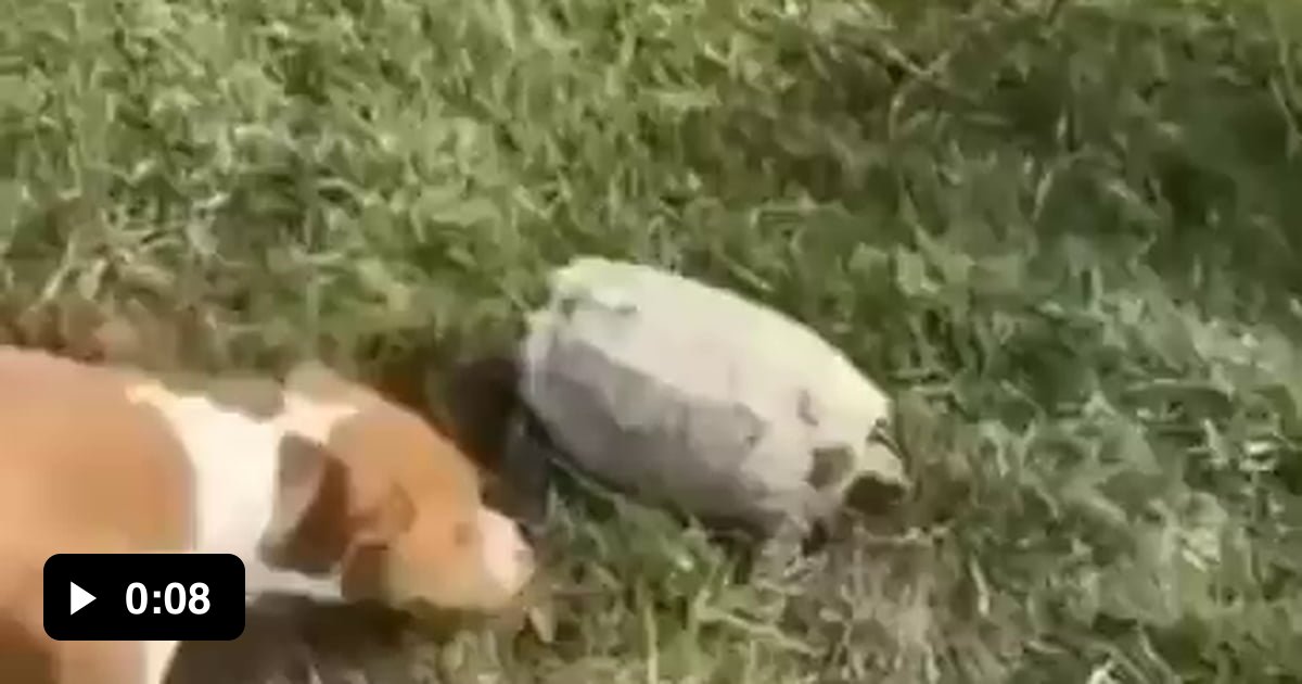 horze-help-me-was-dis-horze-9gag