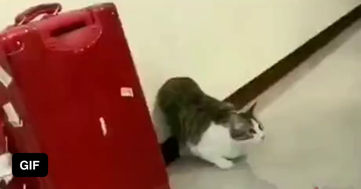 Got slapped b*tch - 9GAG