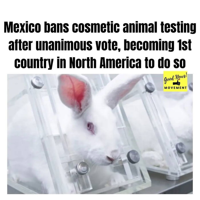 Cosmetic animal testing