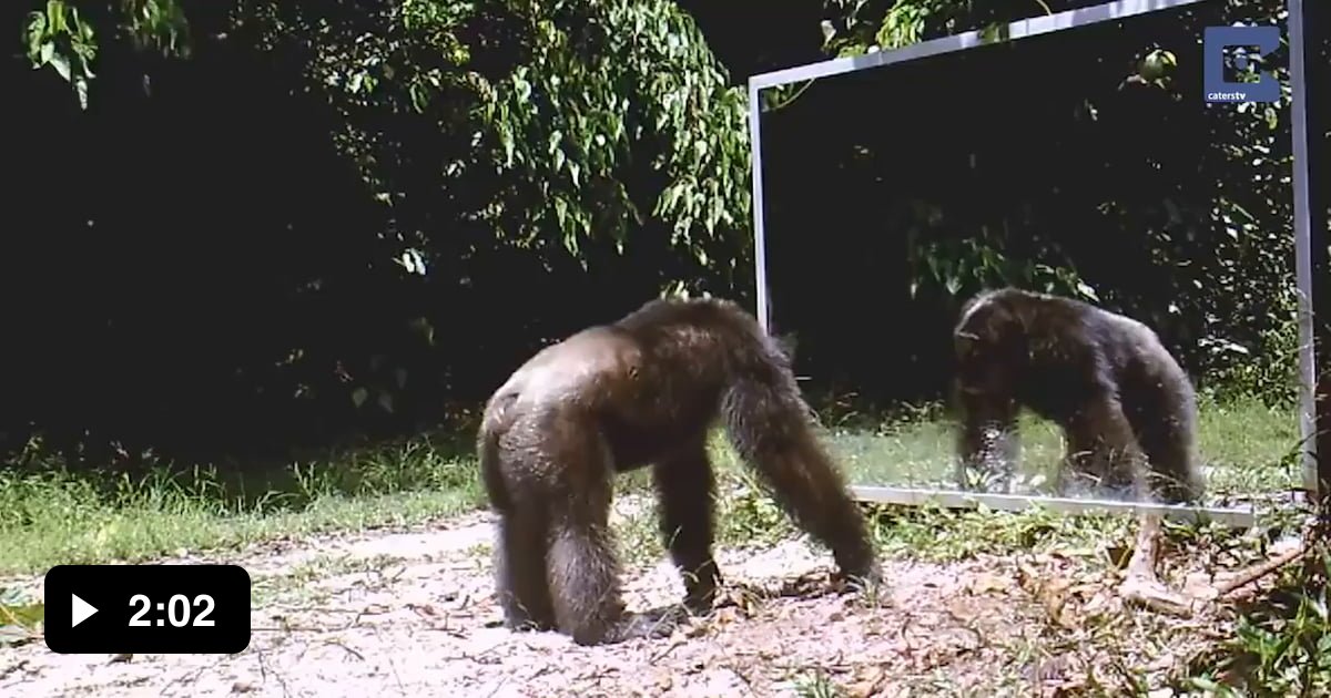 Chimps and mirrors - 9GAG