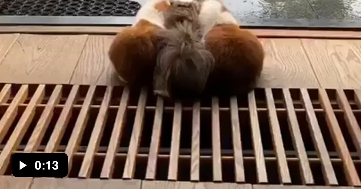 Just A Few Guinea Pigs Enjoying The Sound Of Rain Gag