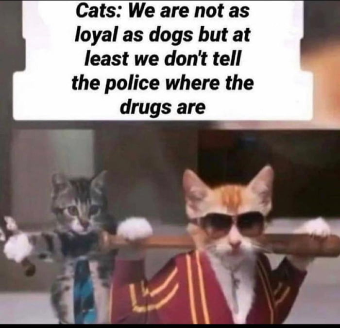 Cats are just better but y'all ain't ready for that conversation - 9GAG